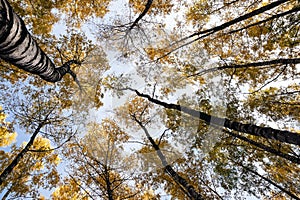 Birch grove in the late autumn
