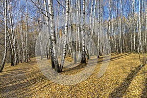 Birch Grove in the late autumn.