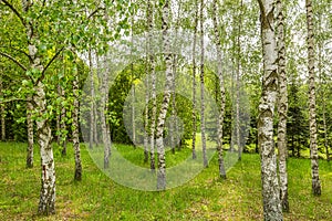 Birch grove, natural still life formed by a group of trees