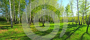 Birch grove, Panorama for photo printing wall murals, high resolution photo, spring forest with birches