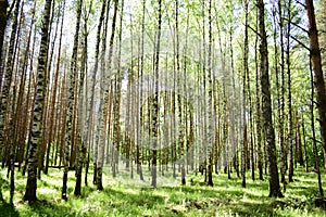 Birch grove. Pine forest. Nature. Smooth rows of coniferous trees. Green grass. Trail. Unique