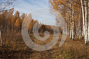 A birch grove in the rays of the autumn sun.