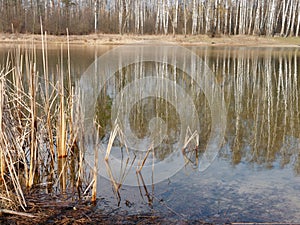 Birch grove is reflected in the smooth surface of the lake