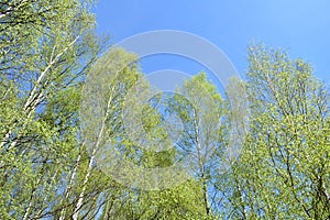 Birch grove. A river in a wooded area. Green grass. Blue sky. The clouds