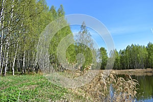 Birch grove. A river in a wooded area. Landscape. Green grass. Blue sky