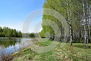 Birch grove. A river in a wooded area. Landscape. Green grass. Blue sky