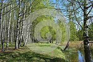 Birch grove. A river in a wooded area. Landscape. Green grass. Blue sky