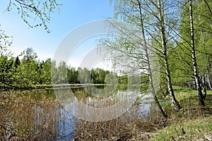 Birch grove. A river in a wooded area. Landscape. Green grass. Blue sky