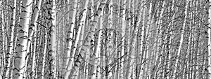 Birch grove on a spring day, landscape banner