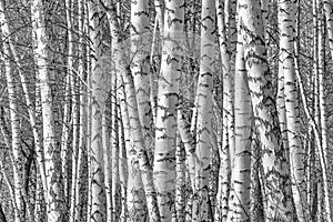 Birch grove on a spring day, landscape banner