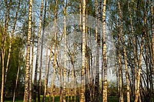 Birch grove in spring. Tree trunks, greenery at sunset. Photo.