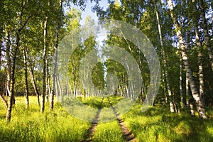 Birch grove on a summer day