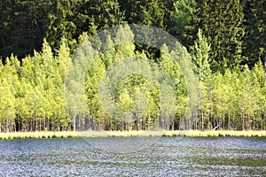 Birch grove on a summer day, birches forest by the lake. landscape. Spring summer