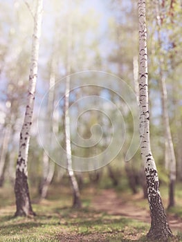 Birch Grove on Sunny Day. Lush greens, blurred tall trees. Nature background texture