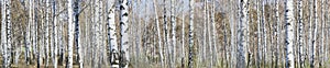 Birch grove on a sunny spring day, landscape banner