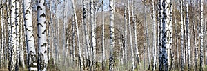 Birch grove on a sunny spring day, landscape banner