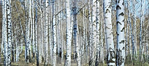 Birch grove on a sunny spring day, landscape banner