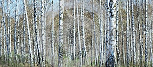 Birch grove on a sunny spring day, landscape banner