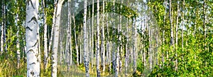 Birch grove on a sunny summer day landscape banner