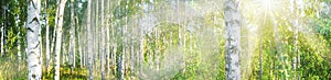 Birch grove on a sunny summer day landscape banner