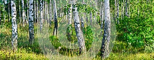 Birch grove on a sunny summer day landscape banner