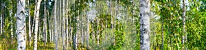 Birch grove on a sunny summer day landscape banner