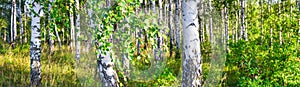 Birch grove on a sunny summer day landscape banner