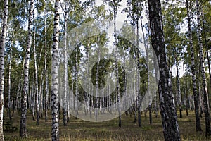 Birch Grove on a Sunny Summer Day, Landscape Banner, Huge Panorama. Birch Grove Outside the City in Ukraine, Summer Landscape