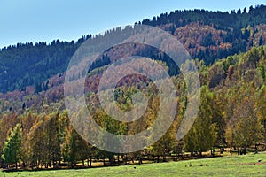 Birch grove, Tian-Shan, Kyrgyzstan