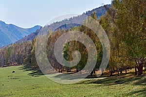 Birch grove, Tian-Shan, Kyrgyzstan