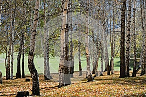 Birch grove, Tian-Shan, Kyrgyzstan