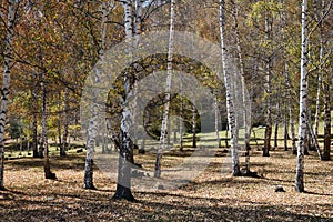 Birch grove, Tian-Shan, Kyrgyzstan