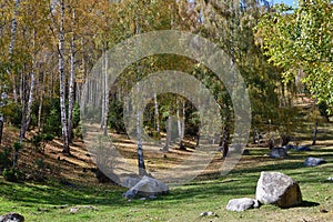 Birch grove, Tian-Shan, Kyrgyzstan