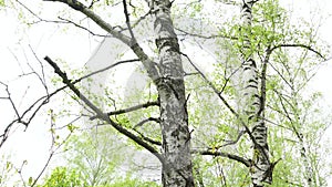 Birch Grove. Tops of birches with green leaves sway from a wind. Trees against the sky, bottom view. Wind in a grove. 4K