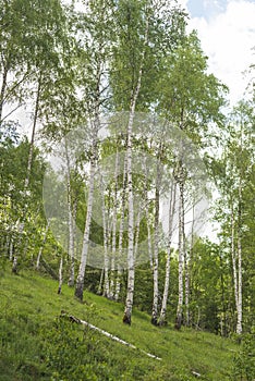 Birch grove with untouched grass on a summer sunny day