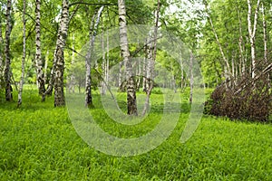 Birch grove with untouched grass on a summer sunny day