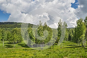 Birch grove with untouched grass on a summer sunny day