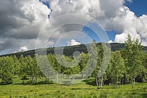 Birch grove with untouched grass on a summer sunny day