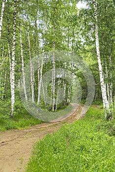 Birch grove with untouched grass on a summer sunny day