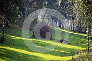 Birch grove in the Urals