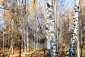 Birch grove in urban park in sunny autumn