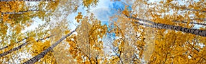 Birch grove view of the crown of the trees and sky on sunny autumn day