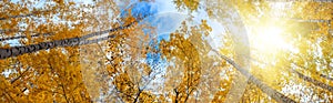 Birch grove view of the crown of the trees and sky on sunny autumn day