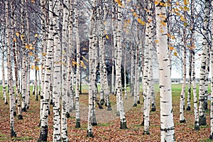 Betulla boschetto bianco un albero connessioni declino 