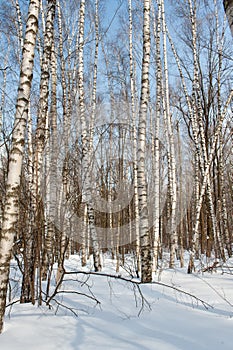 Birch grove in winter