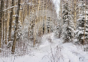 Birch grove on a winter day, trees covered with snow, snowy small spruces, beautiful snow-covered trees in the Latvian winter