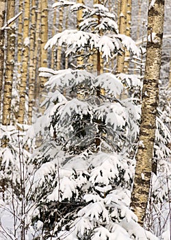 Birch grove on a winter day, trees covered with snow, snowy small spruces, beautiful snow-covered trees in the Latvian winter