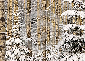 Birch grove on a winter day, trees covered with snow, snowy small spruces, beautiful snow-covered trees in the Latvian winter