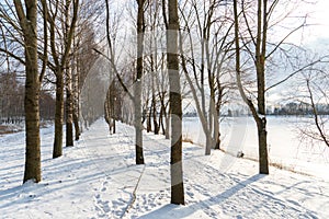 Birch grove winter landscape on a sunny frosty day. A beautiful park away from the hustle and bustle of the city, a quiet and cozy