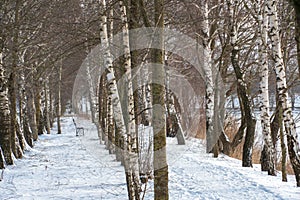 Birch grove winter landscape on a sunny frosty day. A beautiful park away from the hustle and bustle of the city, a quiet and cozy